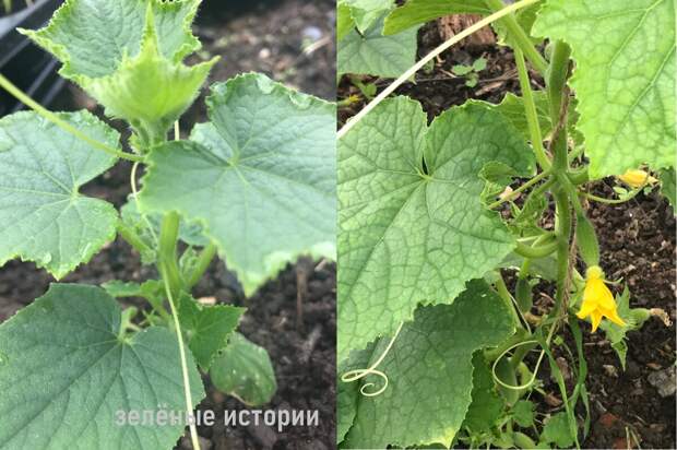 Вот в таком виде мой кусты огурцов переезжают в теплицу в начале мая