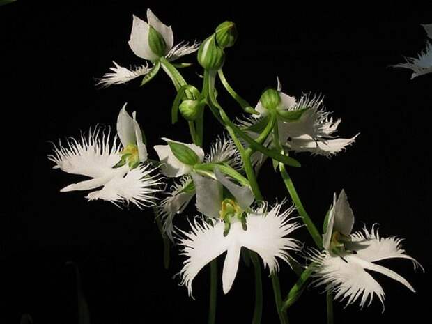 Habenaria radiata - орхидея Белая цапля | Орхидея, Цветы, Орхидеи