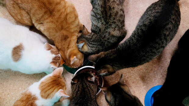 Ветеринары из Японии выяснили, что низкий уровень гормонов позволяет кошкам дружить