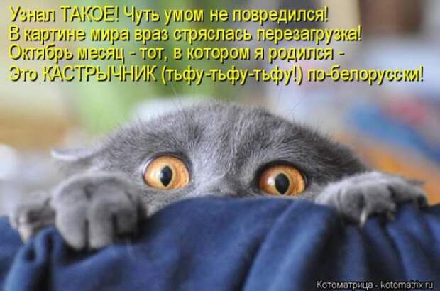 Котоматрицы (картинки с надписями)