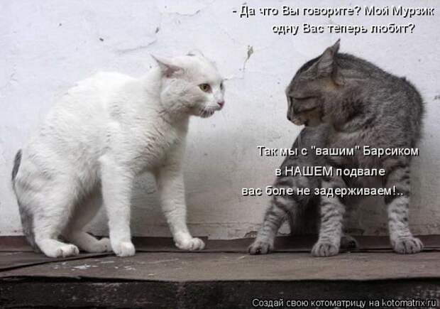 Лучшие котоматрицы недели Лучшие котоматрицы недели