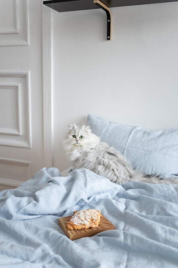 кот