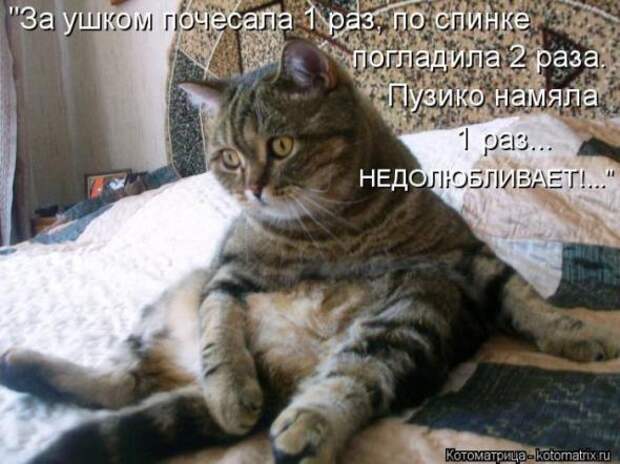 Котоматрицы(картинки с надписями)