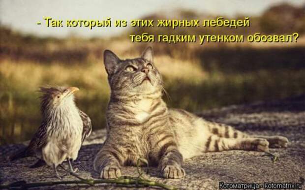 Котоматрицы (картинки с надписями)