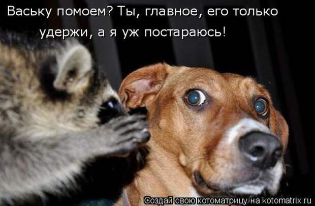 Лучшие котоматрицы недели (50 фото)