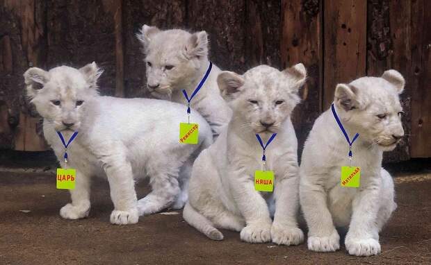 Эти белые львята тоже живут в "Тайгане". На минутку они примерили бейджики малышей. Фото: Пресс-служба "Тайгана" 
