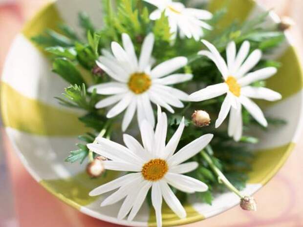 00391662 (540x405, 27Kb)