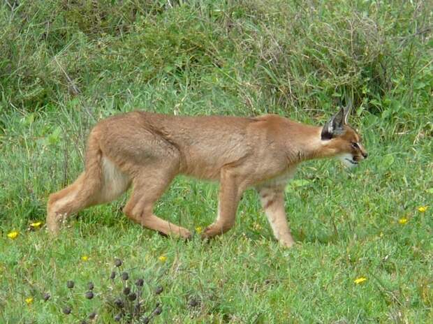 Каракал, или степная рысь (лат. Caracal caracal)