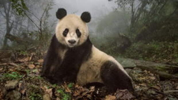 wolong-panda-mother