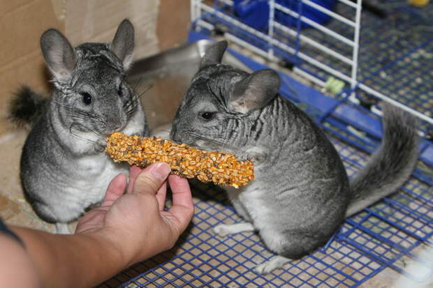 Chinchillas