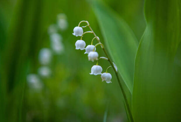 Красивый, но опасный: почему не стоит рвать ландыши