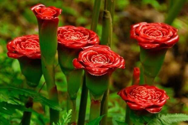 Растения, на которых растут известные нам продукты (13 фото) Растения, на которых растут известные нам продукты (13 фото)