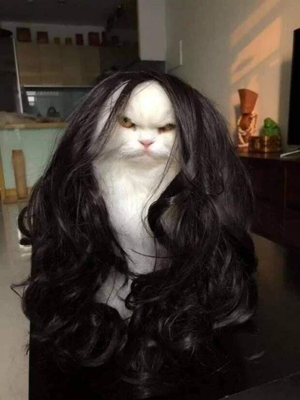 кот, парик