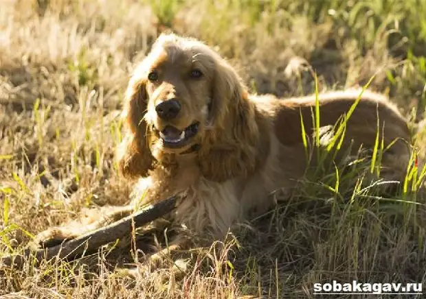 Английский кокер спаниель собака. Описание, уход и цена английского кокер спаниеля