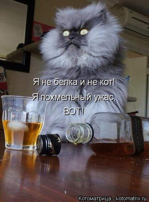 Котоматрица: Я не белка и не кот! Я похмельный ужас, ВОТ!