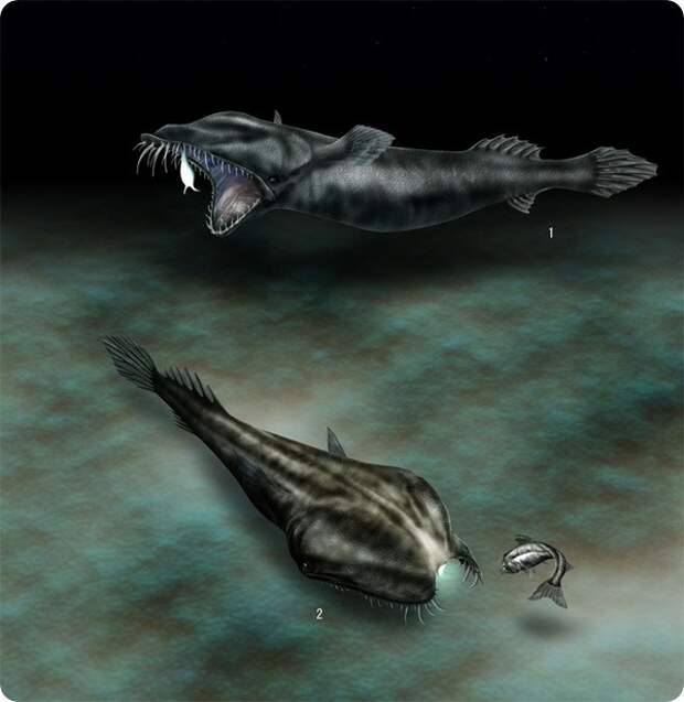 Тауматихт Акселя (лат. Thaumatichthys axeli)