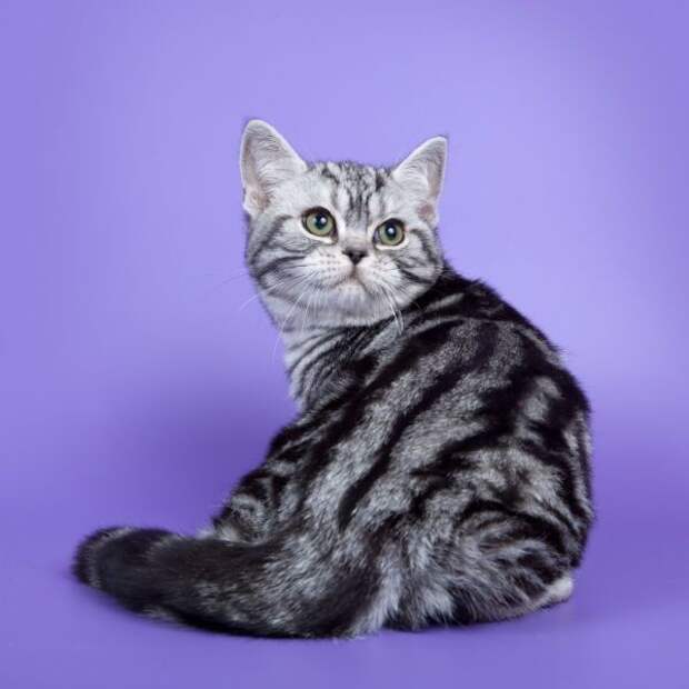 Американская короткошерстная котята., кошки, породы