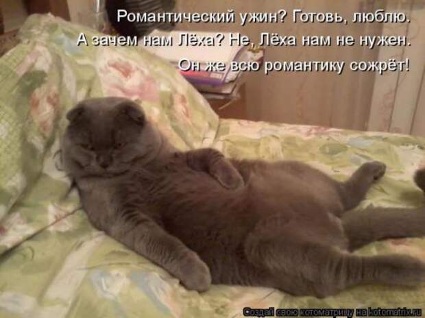 Котоматрицы(картинки с надписями)