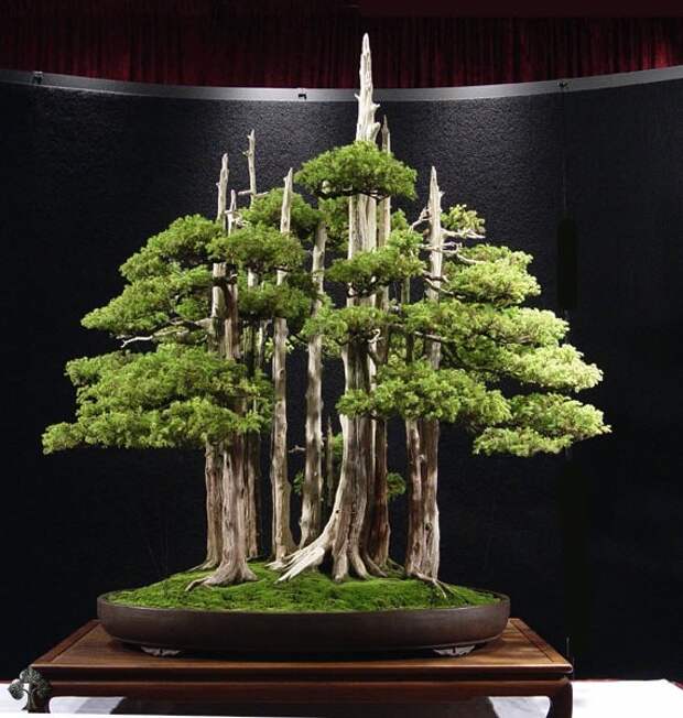Искусство бонсай. Красивое дерево. Фото