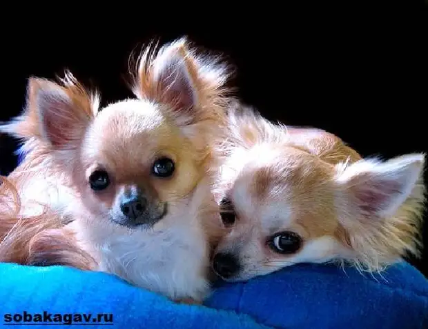 Чихуахуа собака. Описание, особенности, уход и цена чихуахуа