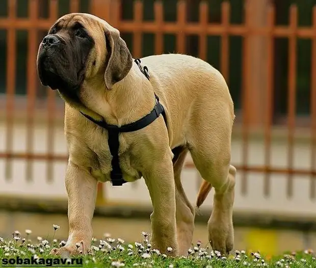 Английский мастиф собака. Описание, особенности, уход и цена английского мастифа