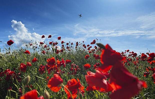 Россиян предупредили о тюремном сроке за ряд растений на даче