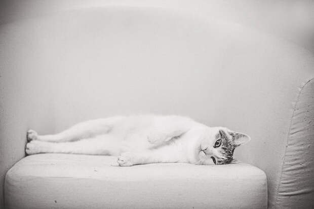 Кошачий мир Monika Małek