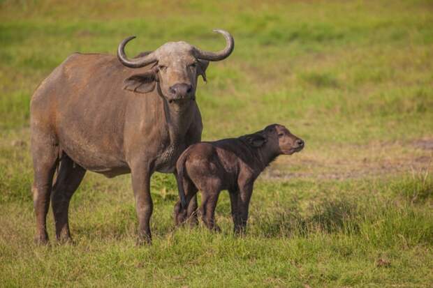 Размножение буйвола африканского