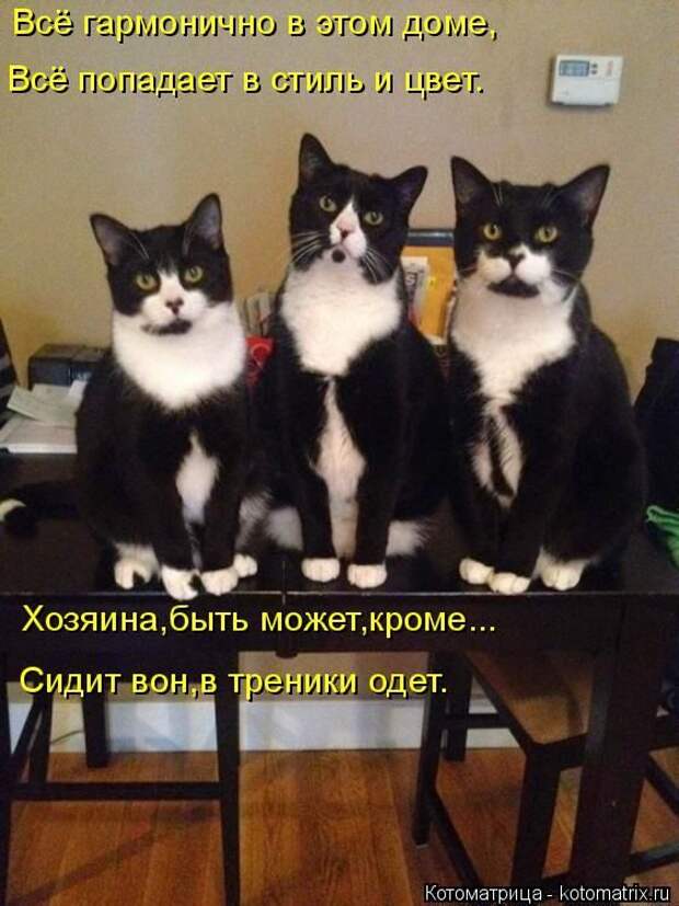 Лучшие котоматрицы недели