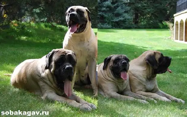 Английский мастиф собака. Описание, особенности, уход и цена английского мастифа