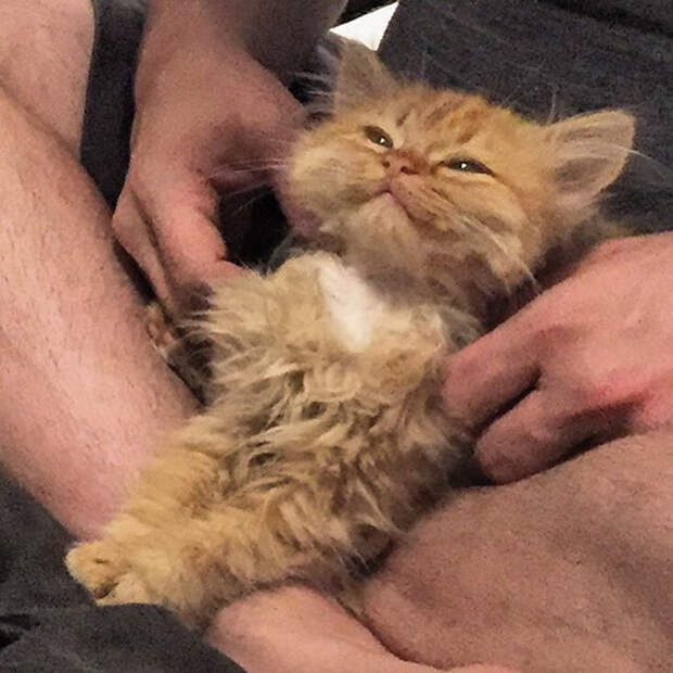 Без кота и жизнь не та