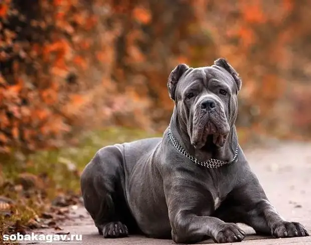 Кане корсо собака. Описание, особенности, уход и цена кане корсо