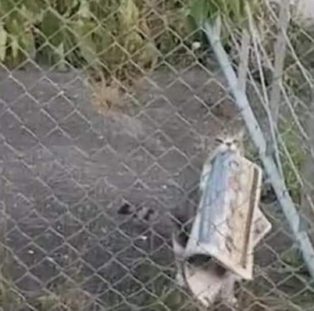 Кот и забор Кот несет газету