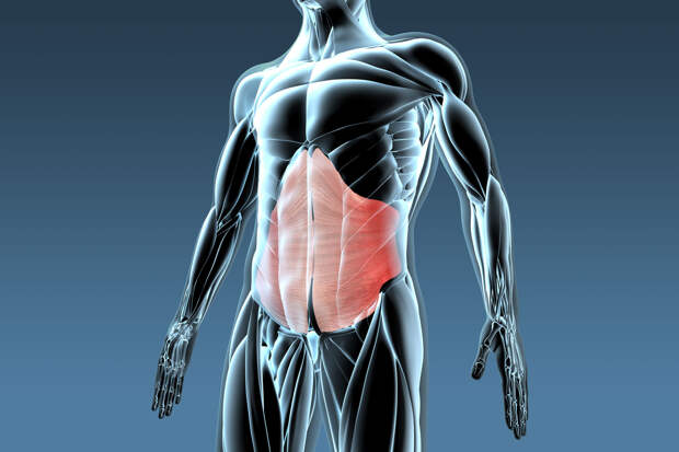 Как правильно качать нижний пресс — 3 наиболее эффективные упражнения