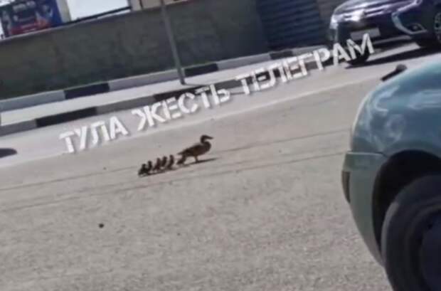 На Демидовской Плотине в Туле заметили переходящую дорогу маму-утку с птенцами