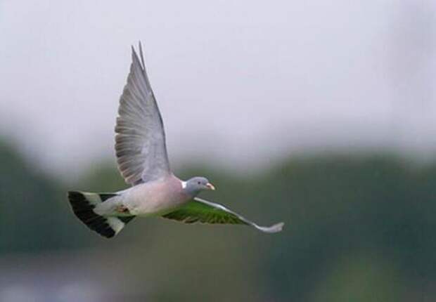 Птичьи права: за кормление голубей во дворе грозит штраф