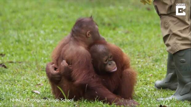 Два орангутанга с трудной судьбой стали лучшими друзьями видео, дикая природа, дикие животные, забавно, забавные животные, мило, обезьяны