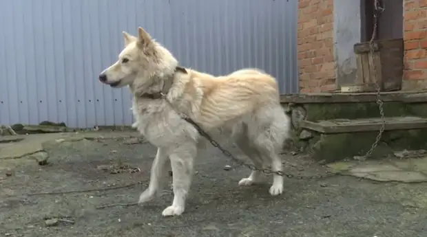 Люди спасли собаку, которая на дороге ждала своего хозяина, от голодной смерти