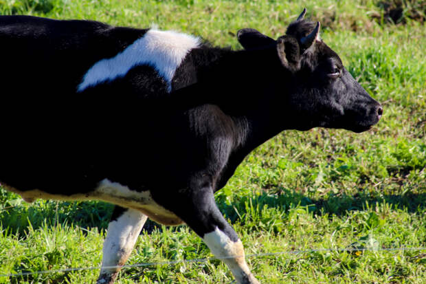 В Прикамье коровы оккупировали городской парк