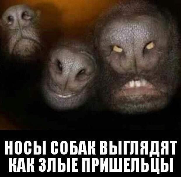 Собачий пост