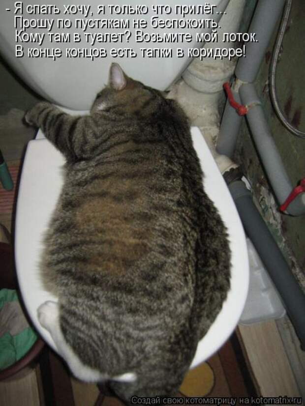 Лучшие котоматрицы недели Лучшие котоматрицы недели