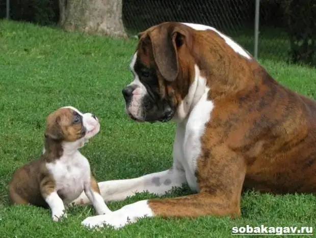 Немецкий боксер собака. Описание, особенности, уход и цена немецкого боксера