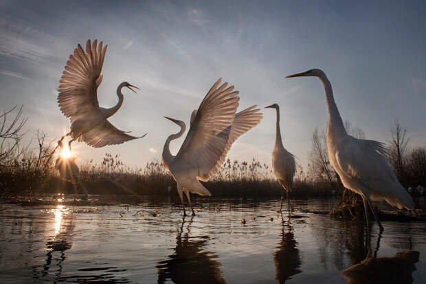 National Geographic: лучший фотограф природы 2016