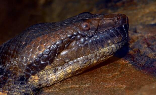 Самая большая змея в мире (7 фото)