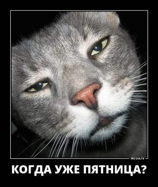 Прикольные демотиваторы с надписями. Подборка chert-poberi-dem-chert-poberi-dem-33520217102020-12 картинка chert-poberi-dem-33520217102020-12