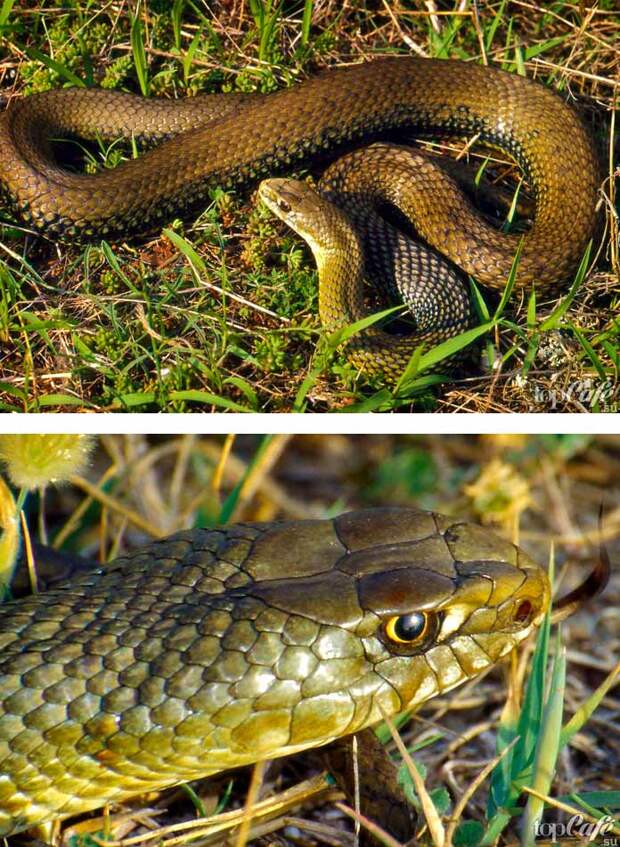 Самые красивые змеи: Ящеричная змея. СС0