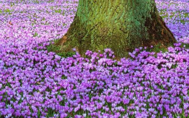 3303834_spring_time_13 (700x437, 138Kb)