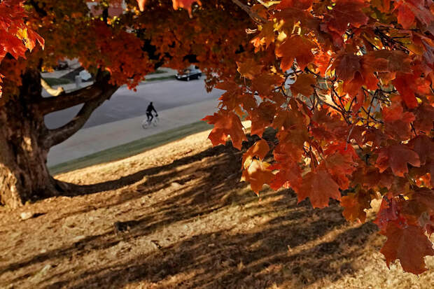 Кленовые листья в Канзас-Сити, штат Миссури