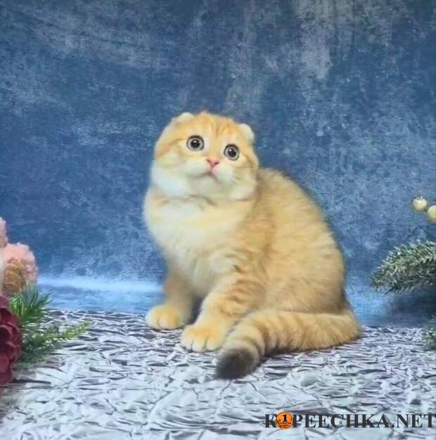 Котенок шотландский вислоухий - золотая шиншилла в Макеевке - 30 000 руб
