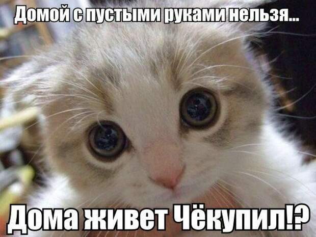 Картинки котяр с смешными надписями (34 фото) картинки, коты, юмор